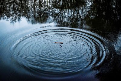 High angle view of swan swimming in lake