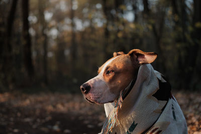 Close-up of a dog looking away