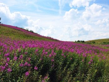 Pink flowers blooming on field against cloudy sky