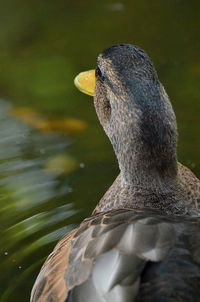 Close-up of duck swimming in lake