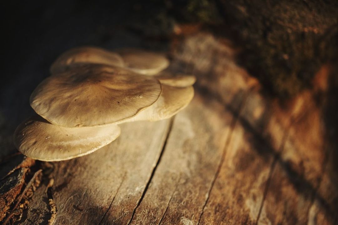 mushroom, fungus, vegetable, food, no people, edible mushroom, close-up, freshness, growth, toadstool, plant, selective focus, food and drink, vulnerability, fragility, nature, wood - material, beauty in nature, tree, land