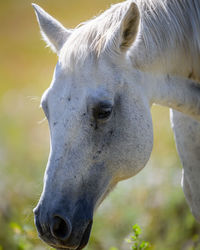 Close-up of horse