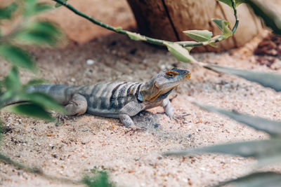 Close-up of lizard on land