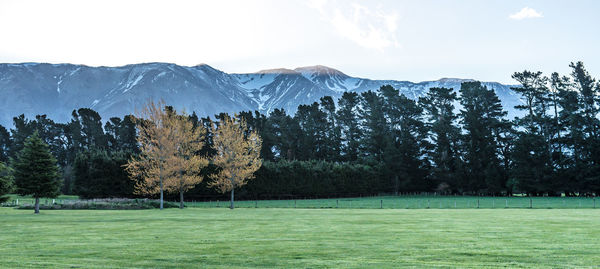 Scenic view of field by trees against sky