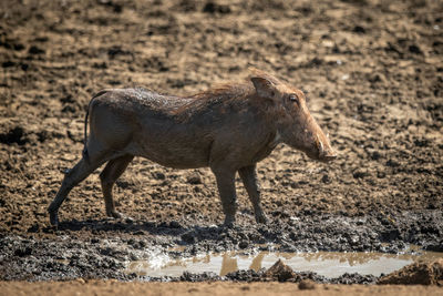 Common warthog standing by waterhole in sunshine