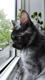 Close-up of cat looking through window