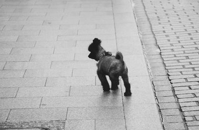 High angle view of dog walking on footpath