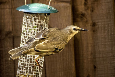 Close-up of bird perching on wooden post