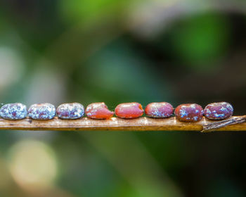 Close-up of multi colored candies on railing