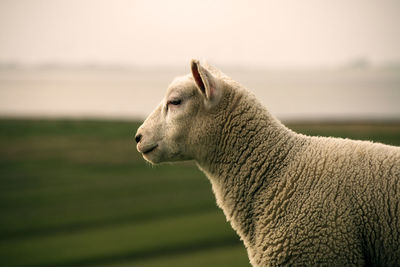 Close-up of sheep standing on field