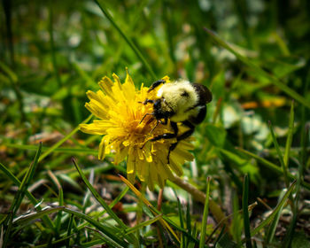 Close-up of bee pollinating on yellow flower