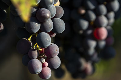 Close-up of grapes growing in vineyard