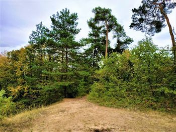 Trees growing in forest against sky