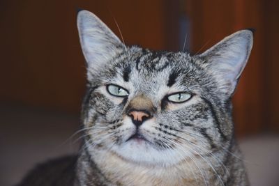Close-up portrait of a cat