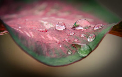 Close-up of wet pink flower