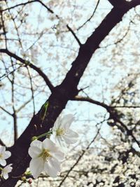 Close-up of cherry blossoms