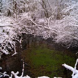 Reflection of trees in water