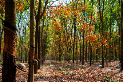Trees in forest during autumn