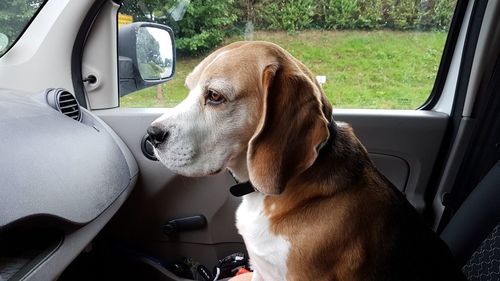 Close-up of dog sitting in car