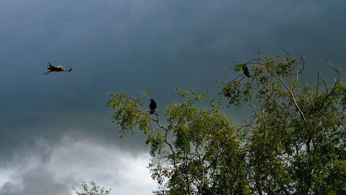 Low angle view of birds flying in the sky