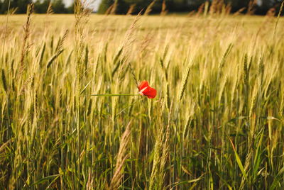 Close-up of poppy blooming in field