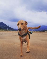 Portrait of dog sticking out tongue on land