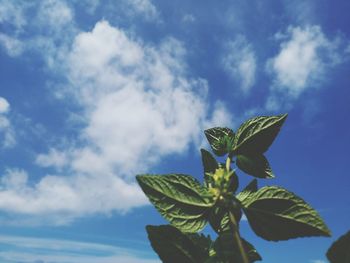 Low angle view of leaves against sky