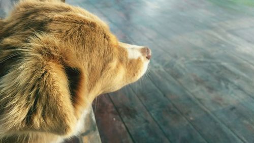 High angle view of a dog on floor