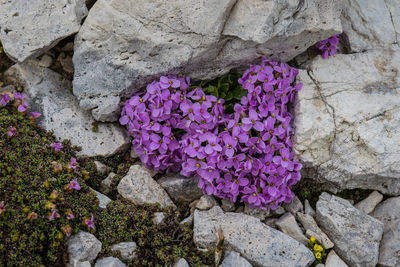 Close-up of purple flowers