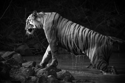 Mono bengal tiger leaves waterhole in shadows