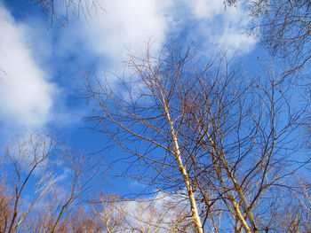 Low angle view of bare tree against sky