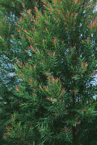 High angle view of pine tree on field