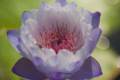 Close-up of fresh flower blooming outdoors