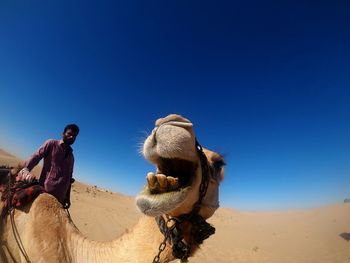 View of an animal on sand