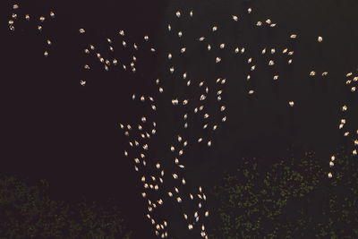 Low angle view of firework display at night