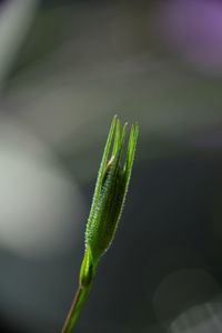 Beautiful mexican petunias flowers is blooming, ruellia simplex. close up photography.