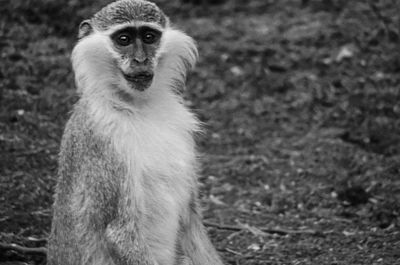 Portrait of monkey sitting on land