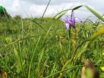 Close-up of purple crocus blooming on field