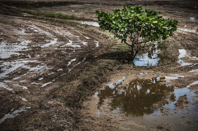 High angle view of tree growing on wet muddy field
