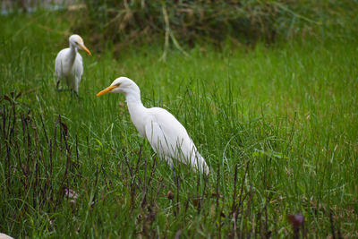 White duck on field