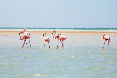 Flamingos walking on the caribbean sea of holbox mexico close to the beach