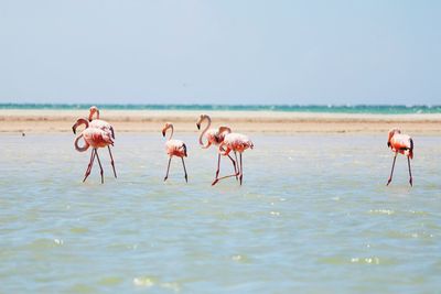 View of birds on beach against clear sky