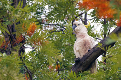 Close-up of parrot perching on tree