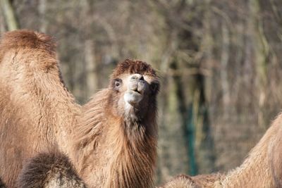 Close-up of camel