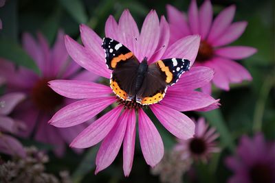 Close-up of butterfly pollinating on pink flower