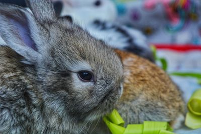 Close-up of a rabbit looking away