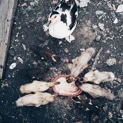 High angle view of dog on bird