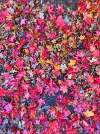 Full frame shot of maple leaves on plant