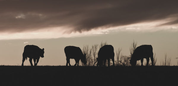 Silhouette horses on field against sky during sunset