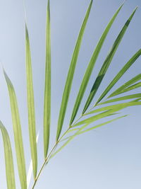 Close-up of palm tree against clear sky